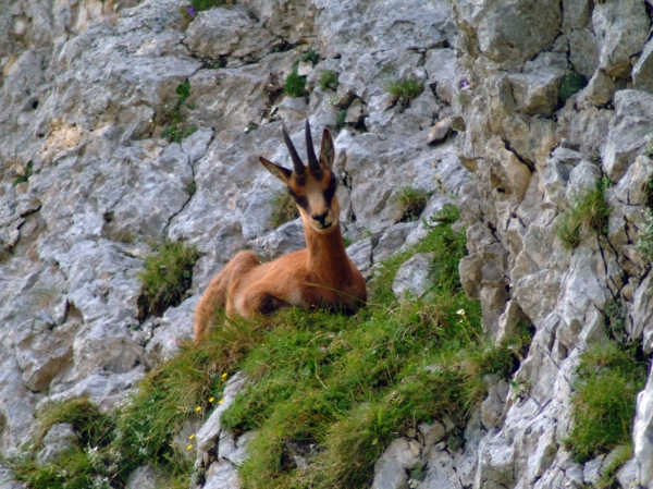 Camoscio d''Abruzzo Rupicapra pyrenaica ornata